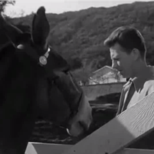 old movies, classic films Francis the Talking Mule Movie Collection BY STAR