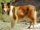 old movies, classic films Lassie Movie Collection Adventure