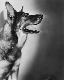 old movies, classic films Rin Tin Tin Silent Movie Collection Animal Stars